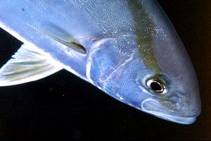 Ricciola (Seriola dumerili)