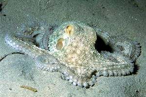 Polpo comune (Octopus vulgaris)