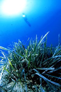 Posidonia (Posidonia oceanica)