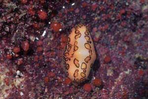 Conchiglia (Cyphoma gibbosum)