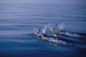 Delfino comune (Delphinus delphis)