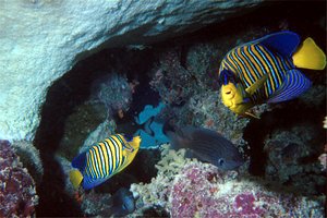Pesce angelo (Pygoplites diacanthus)