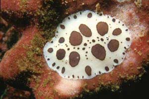 Vacchetta di mare (Discodoris atromaculata)