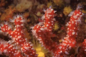 Corallo rosso (Corallium rubrum)