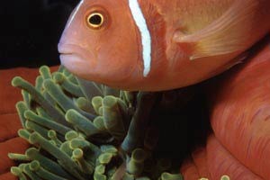 Pesce pagliaccio rosa (Amphiprion perideraion)