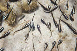 Pesce gatto di mare (Plotosus lineatus)