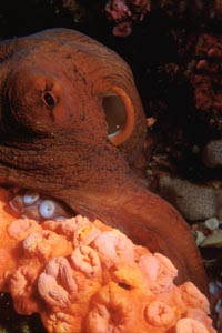 Polpo (Octopus cyanea)