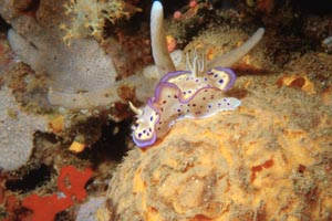 Chromodoris kuniei (Chromodoris kuniei)