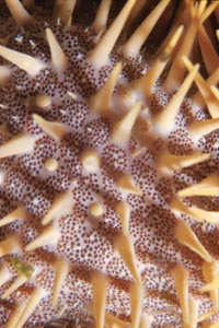 Stella corona di spine (Acanthaster planci)