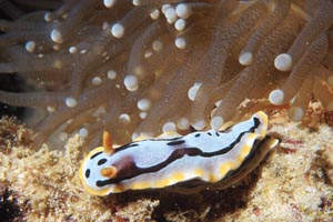 Nudibranchio (Chromodoris dianae)