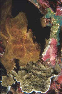 Pesce rana gigante (Antennarius commersoni)