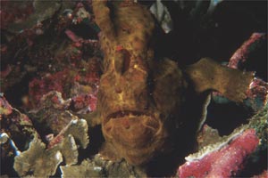 Pesce rana gigante (Antennarius commersoni)