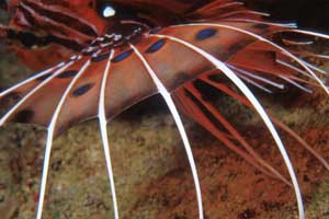 Pesce cobra ocellato (Pterois antennata)