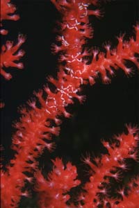 Gorgonia rossa (Paramuricea clavata)