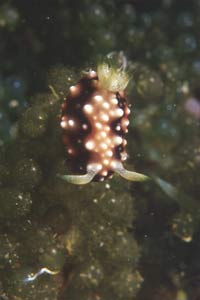 Chromodoris geometrica (Chromodoris geometrica)