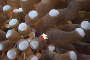 Gambero fantasma dei fungidi (Periclimenes kororensis)