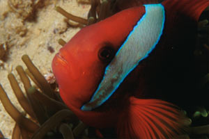 Pesce pagliaccio frenato (Amphiprion frenatus)