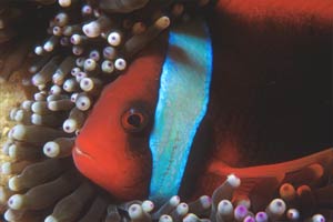Pesce pagliaccio frenato (Amphiprion frenatus)