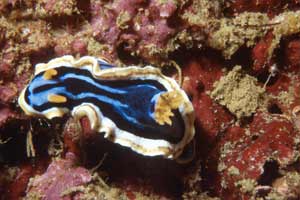 Nudibranchio (Chromodoris elizabethina)