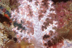 Alcionario rosa (Dendronephthya hemprichi)