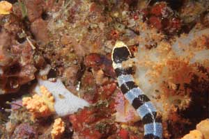 Serpente di mare (Laticauda colubrina)