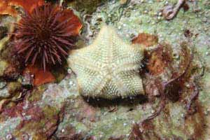 Stella cuscinetto (Asterina gibbosa)