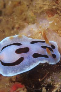 Nudibranchio (Chromodoris dianae)