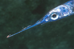 Pesce (N.d. n.d.)
