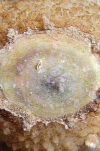 Lumaca ad ombrello (Umbraculum umbraculum)