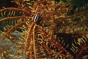 Galatea del crinoide (Allogalathea elegans)