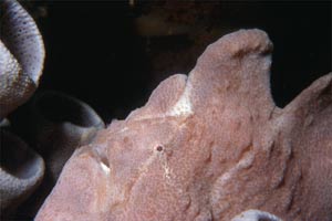 Pesce rana gigante (Antennarius commersoni)