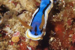 Chromodoris di anna (Chromodoris annae)