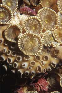 Anemone cuoio (Palythoa tubercolosa)