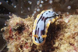 Nudibranchio (Chromodoris dianae)