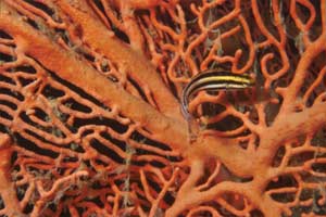 Pesce ventosa dei crinoidi (Discotrema crinophila)
