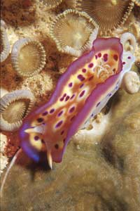 Chromodoris kuniei (Chromodoris kuniei)