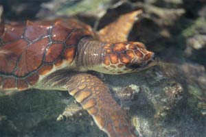 Caretta (Caretta caretta)