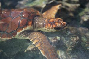 Caretta (Caretta caretta)