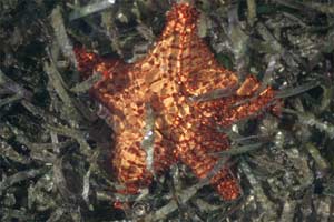 Stella marina (Oreaster reticulatus)