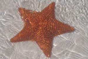 Stella marina (Oreaster reticulatus)