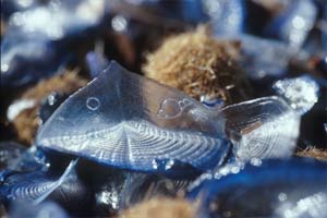 Barchetta San Pietro (Velella velella)