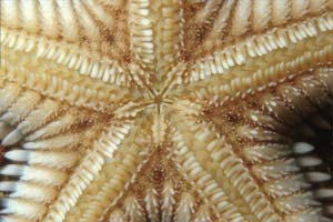 Stella pettine bruna (Astropecten spinulosus)