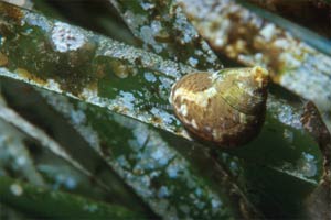 Gibbula (Gibbula adansonii)