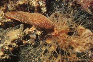 Verme tentacolato (Eupolymnia nebulosa)