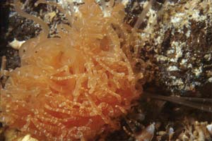 Verme tentacolato (Eupolymnia nebulosa)