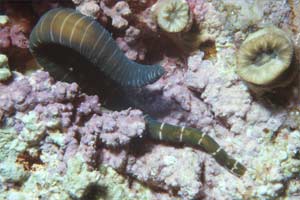 Nemertino (Lineus geniculatus)