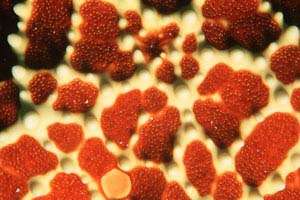 Stella marina (n.d. n.d.)