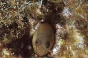 Bavosa gota gialla (Lipophrys canevae)