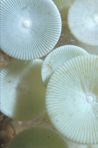 Ombrellino di mare (Acetabularia acetabulum)