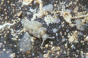 Spurilla (Spurilla neapolitana)